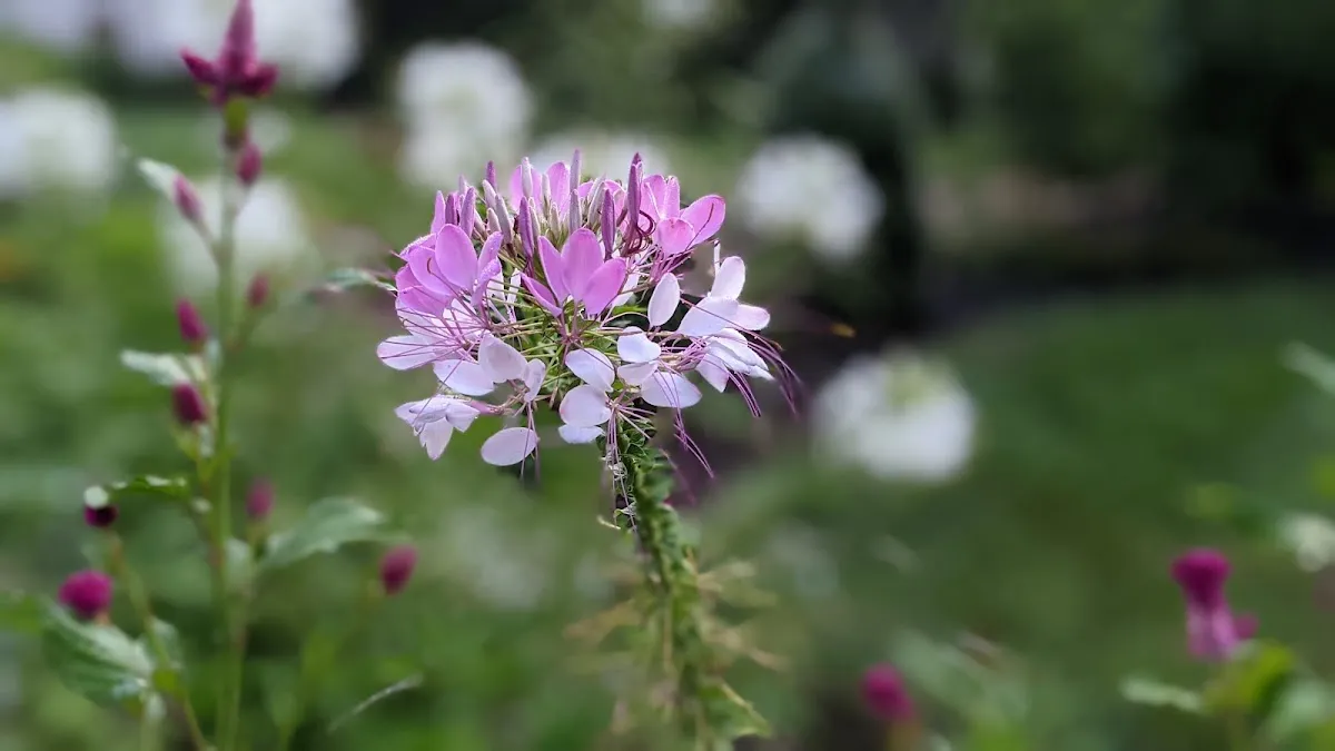 Whitlow-Logan Park — 1 pickleball courts in Knoxville, TN